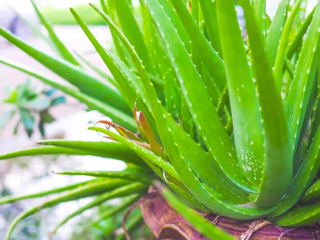 Close-up of cactus plant