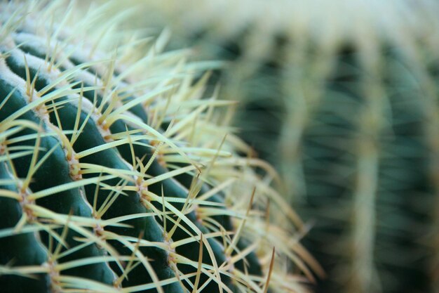 カクタス植物のクローズアップ