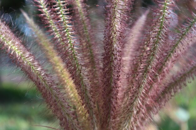 Photo close-up of cactus plant