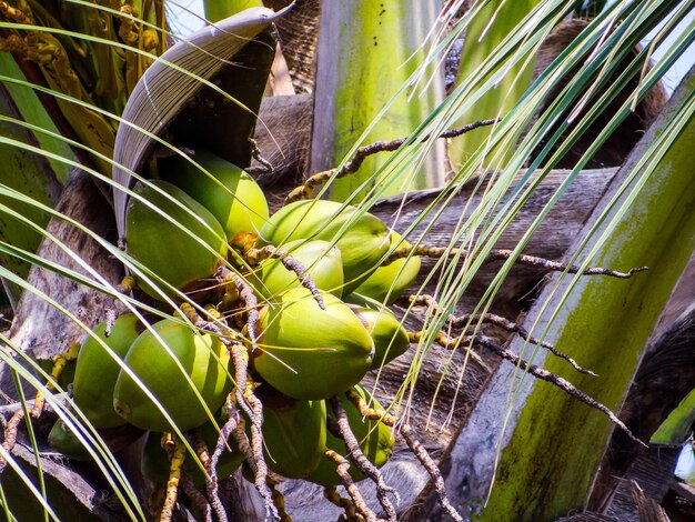 Close-up of cactus plant