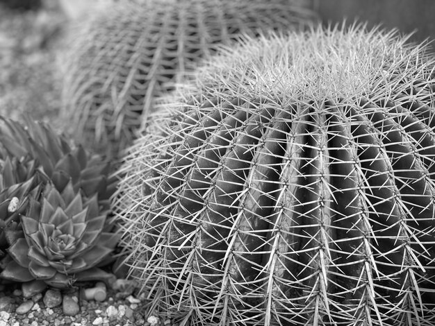 Photo close-up of cactus plant