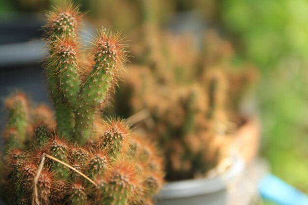 Photo close-up of cactus plant