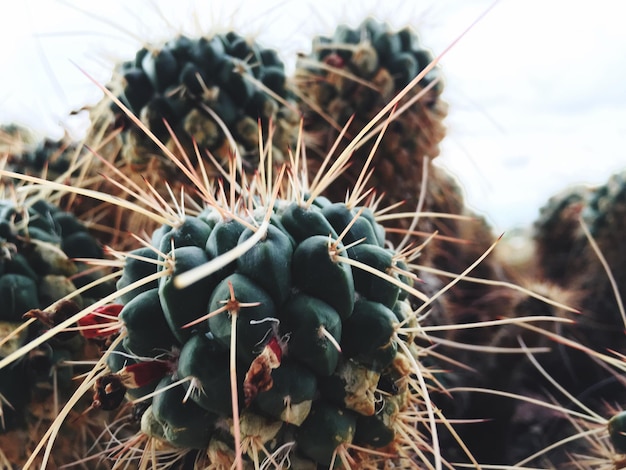 Photo close-up of cactus plant