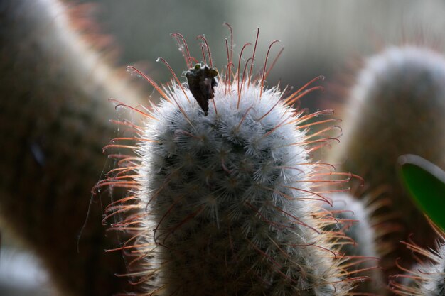 Photo close-up of cactus plant