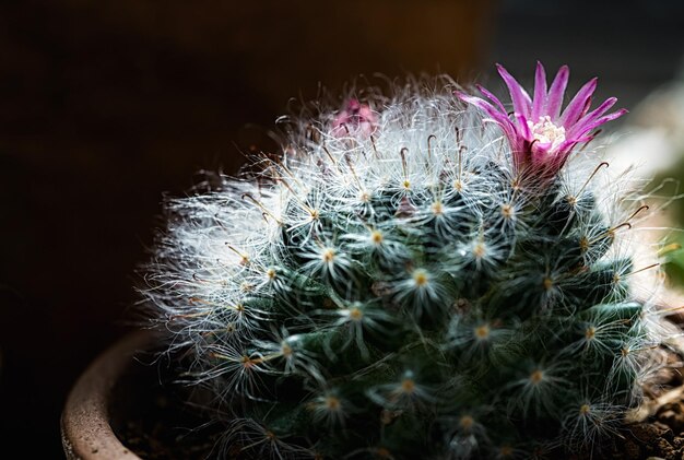 Foto prossimo piano della pianta di cactus