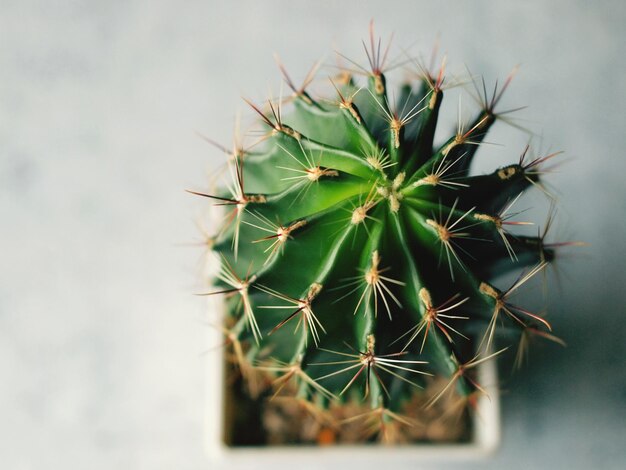 Close-up of cactus plant