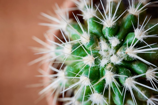 Foto prossimo piano della pianta di cactus