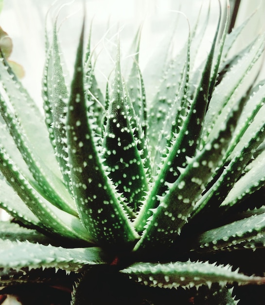 Close-up of cactus plant