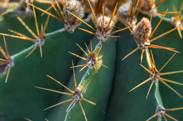 Photo close-up of cactus plant