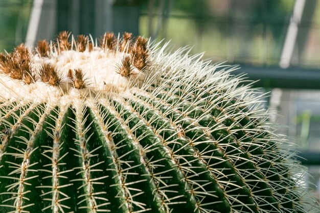 Photo close-up of cactus plant