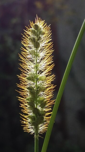 Photo close-up of cactus plant