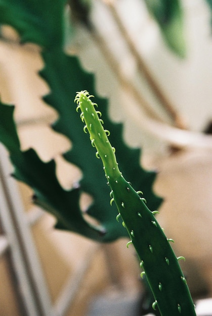 Foto prossimo piano della pianta di cactus