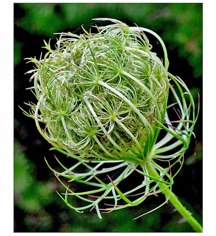 Photo カクタス植物のクローズアップ