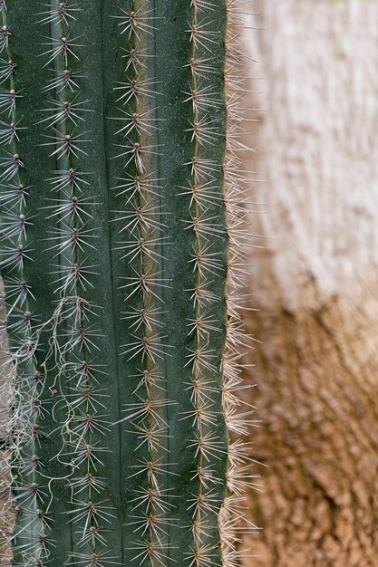 Photo close-up of cactus plant