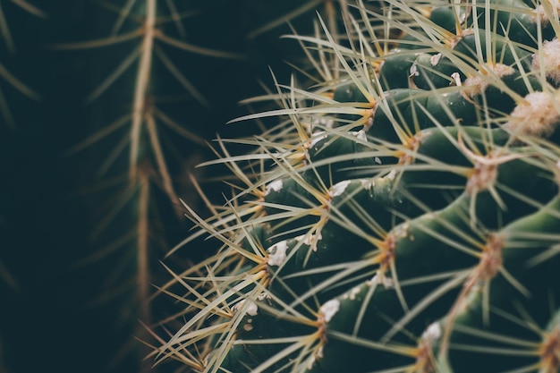 Foto prossimo piano della pianta di cactus