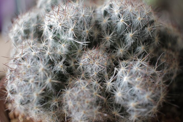 Foto prossimo piano della pianta di cactus