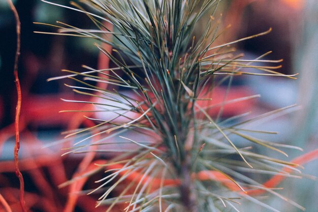 カクタス植物のクローズアップ