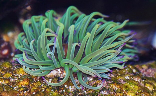 Foto prossimo piano della pianta di cactus