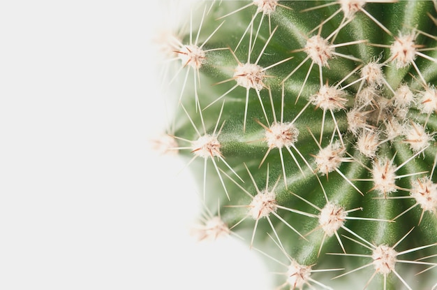 Photo close-up of cactus plant