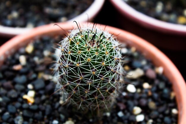 Close-up of cactus plant