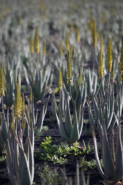 Close-up of cactus plant