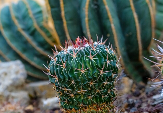 Photo close-up of cactus plant