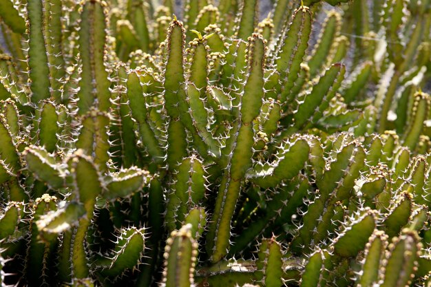 Photo close-up of cactus plant