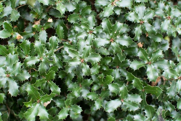 Close-up of cactus plant