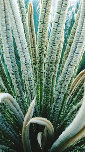 Foto prossimo piano della pianta di cactus