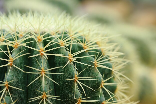 カクタス植物のクローズアップ