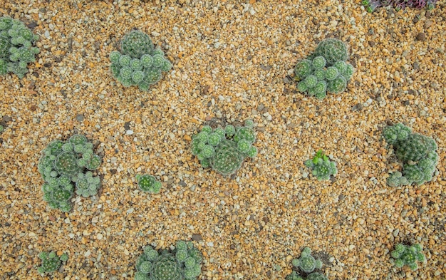 植物園に植えられたサボテンの接写。