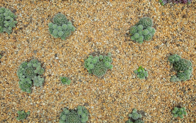 Photo close up of cactus planted in a botanical garden.