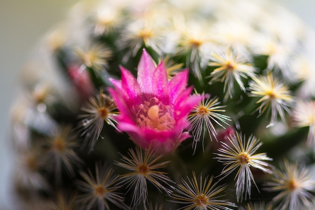 Close up cactus plants in garden