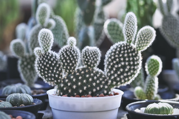 鍋にサボテンの植物のクローズアップ