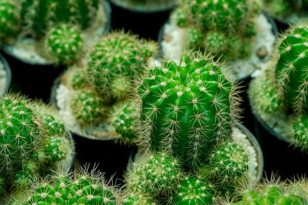 Close-up cactus plants in a pots.