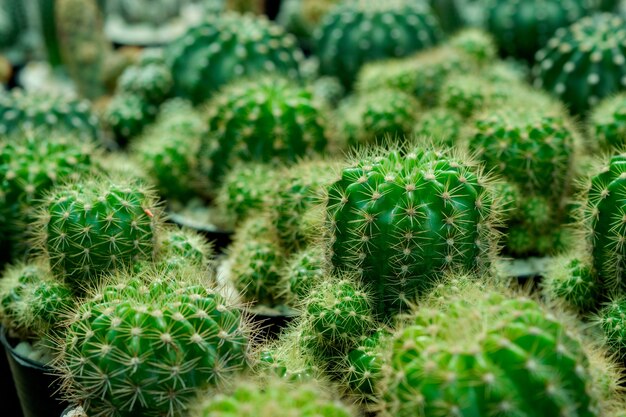 Close-up cactus plants in a pots.