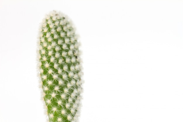 Chiuda sulle piante del cactus su bianco