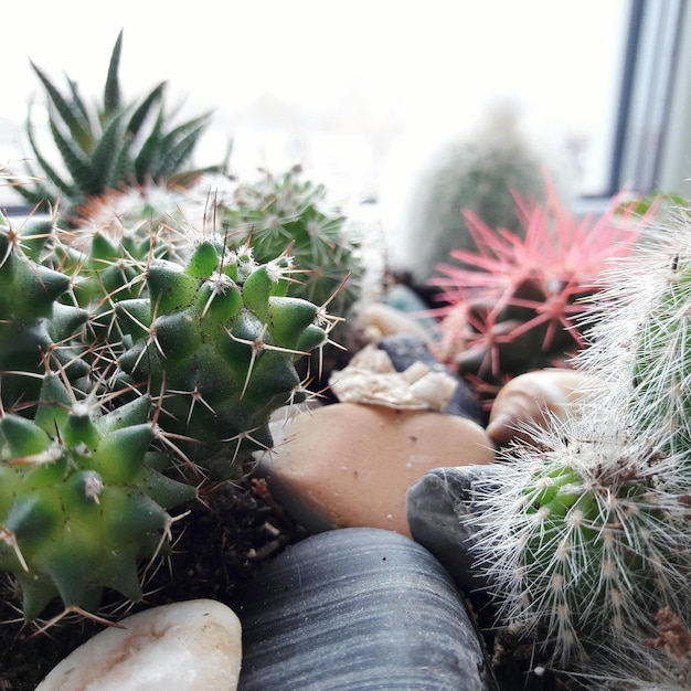 Foto prossimo piano delle piante di cactus