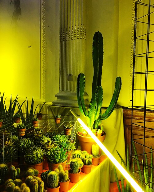 Close-up of cactus plants