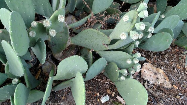 Close-up of cactus plants