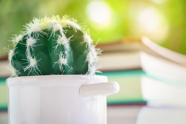 close up cactus in pot with nature background