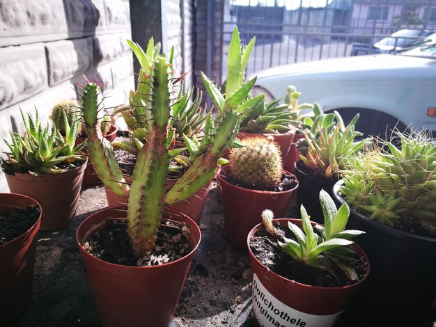 Photo close-up of cactus in potted plant