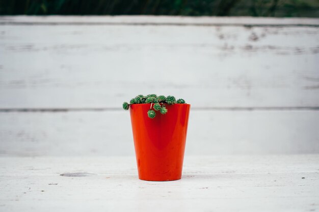 Foto close-up di un cactus in un vaso rosso contro il muro