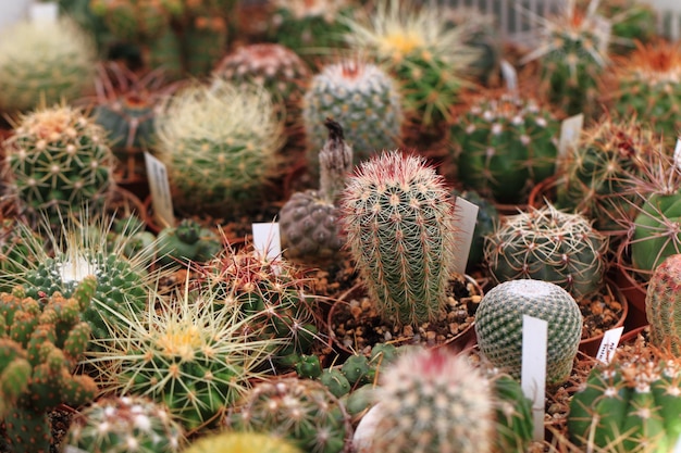 Photo close-up of cactus for sale at market stall