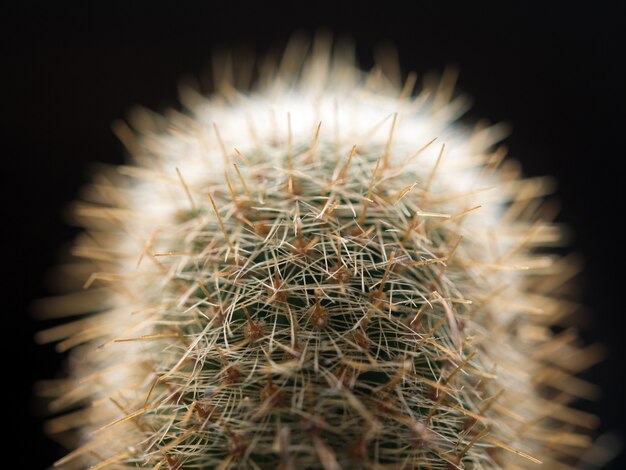 Close up cactus shows the texture and thorns in a black background