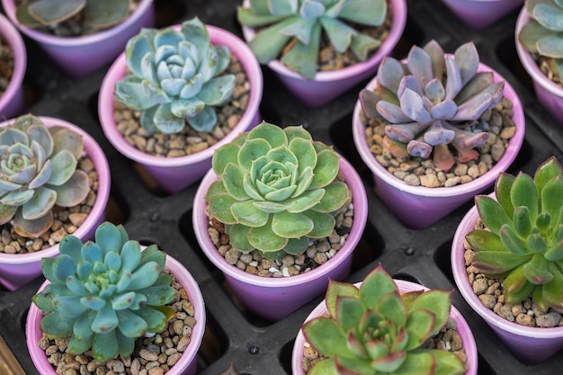 Close up of cactus succulent plants