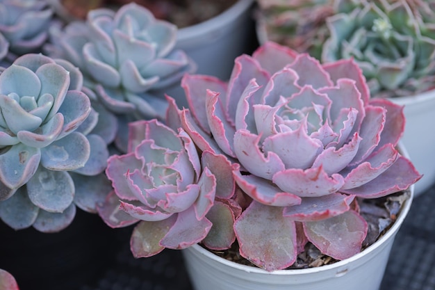 Close up of cactus succulent plants