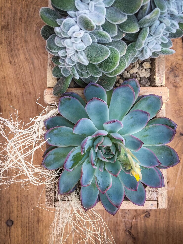 Photo close-up of cactus on table