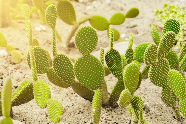 Close up cactus tree in garden