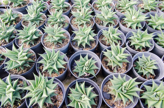 Close-up of cactus tree in stock.